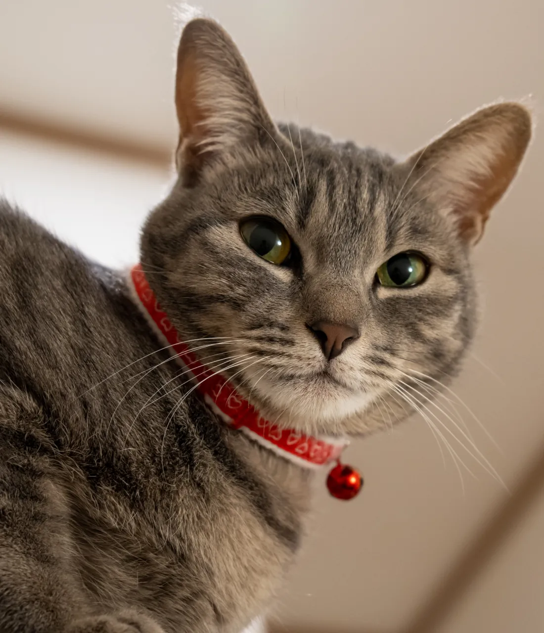 Cat belt