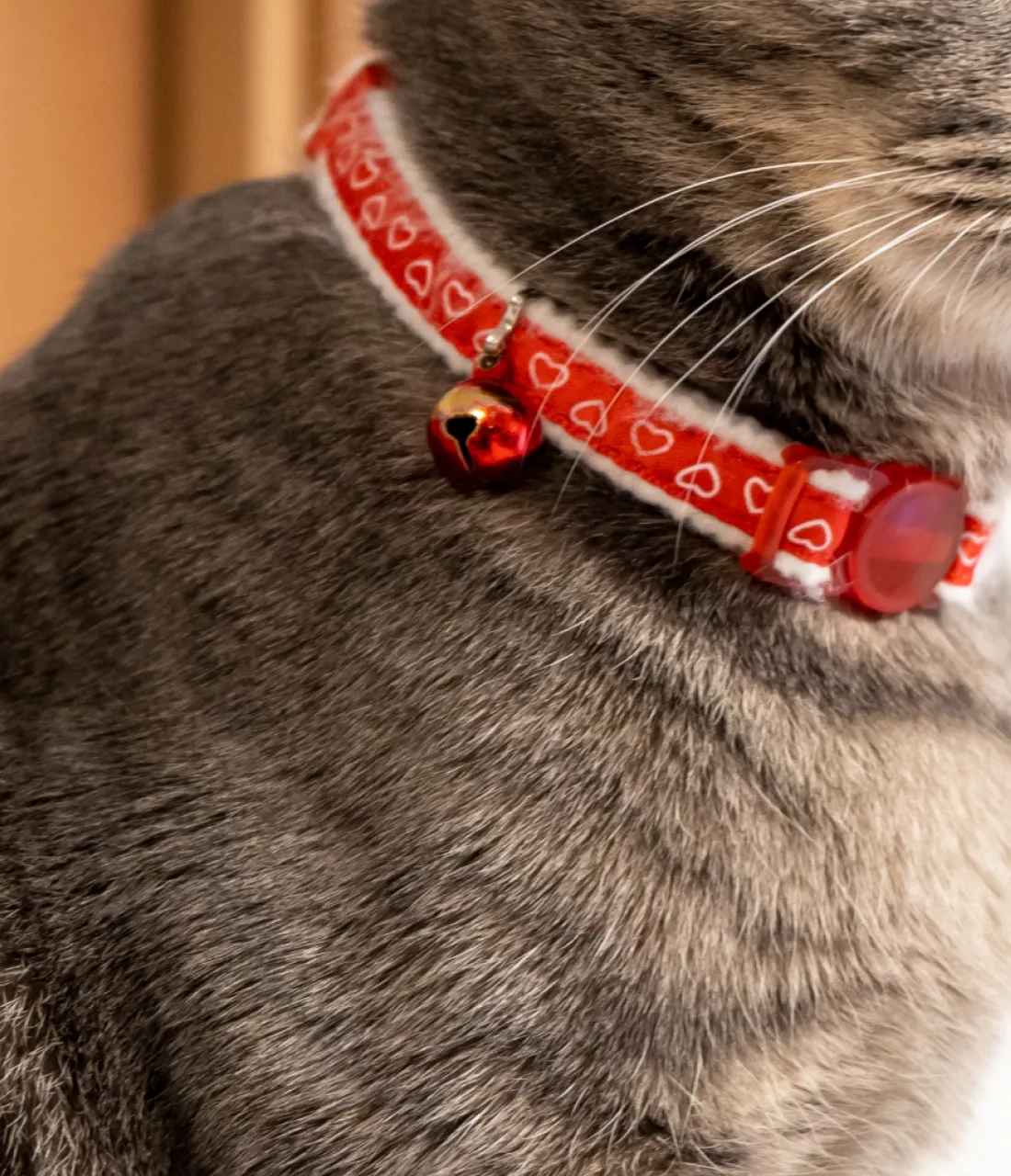 Cat belt