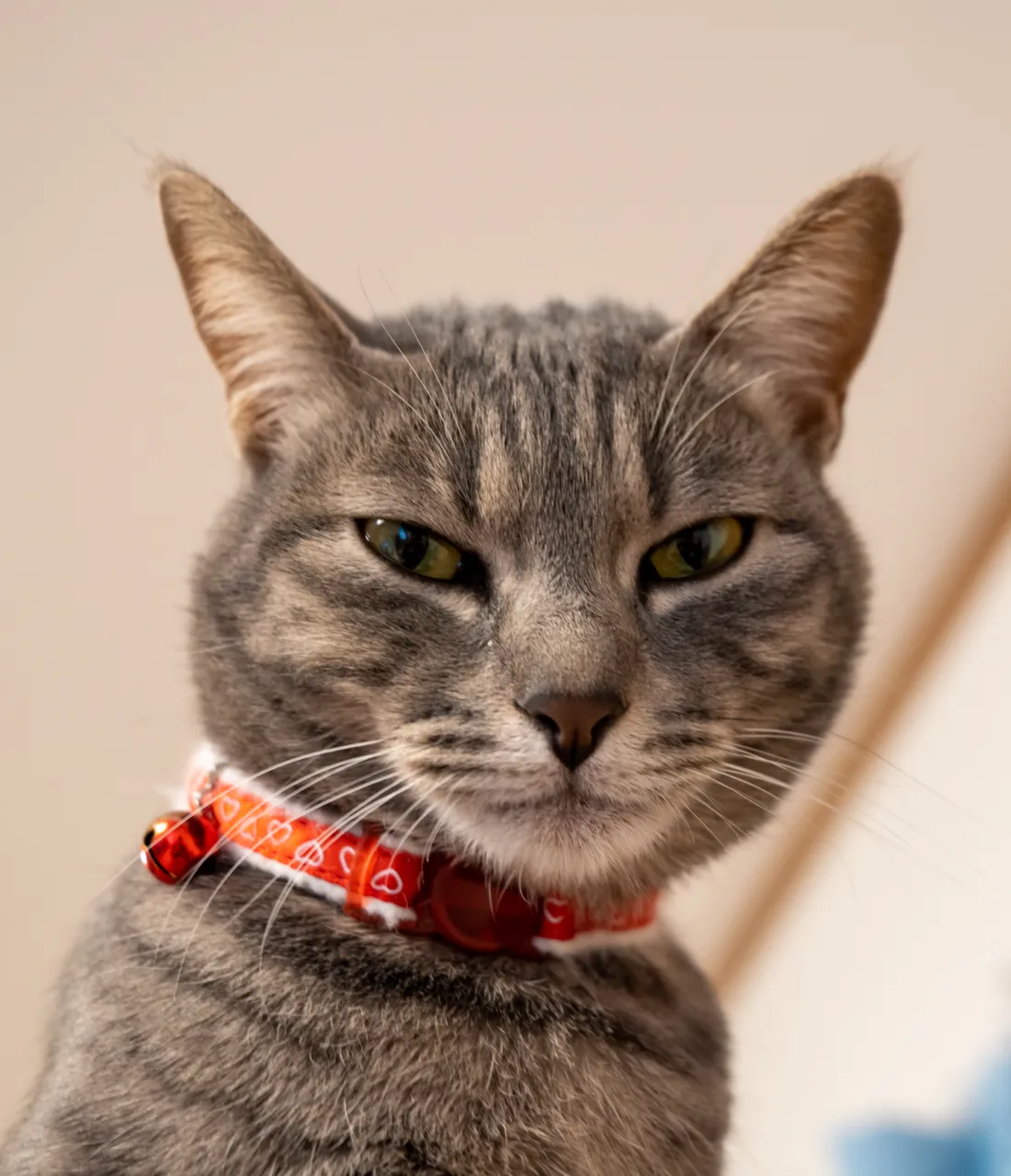 Cat belt