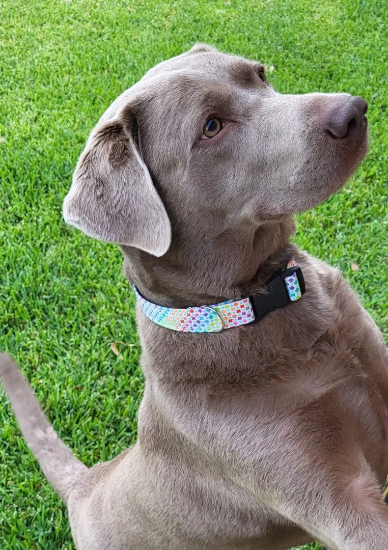 *CUSTOM Pet Collars