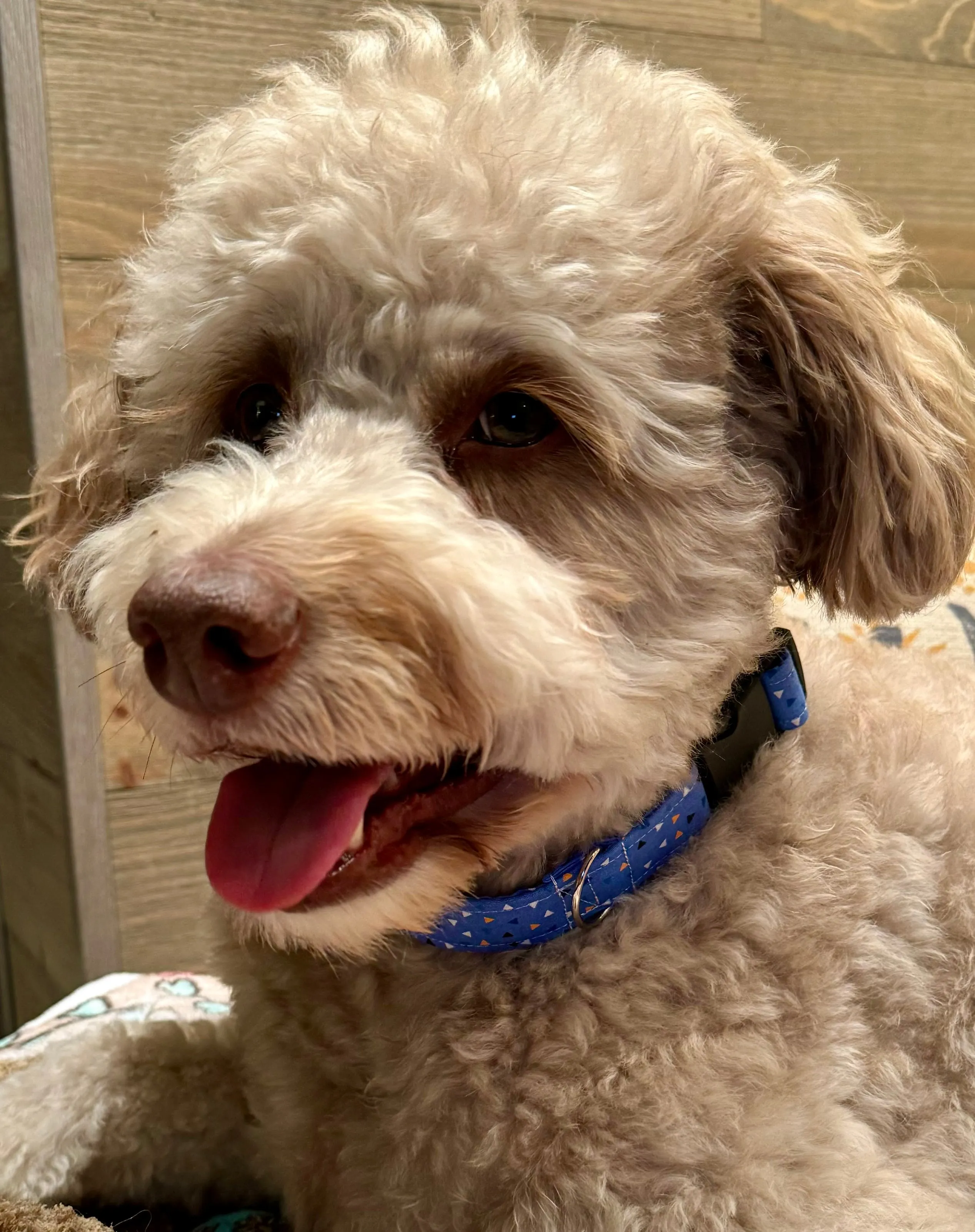 *CUSTOM Pet Collars