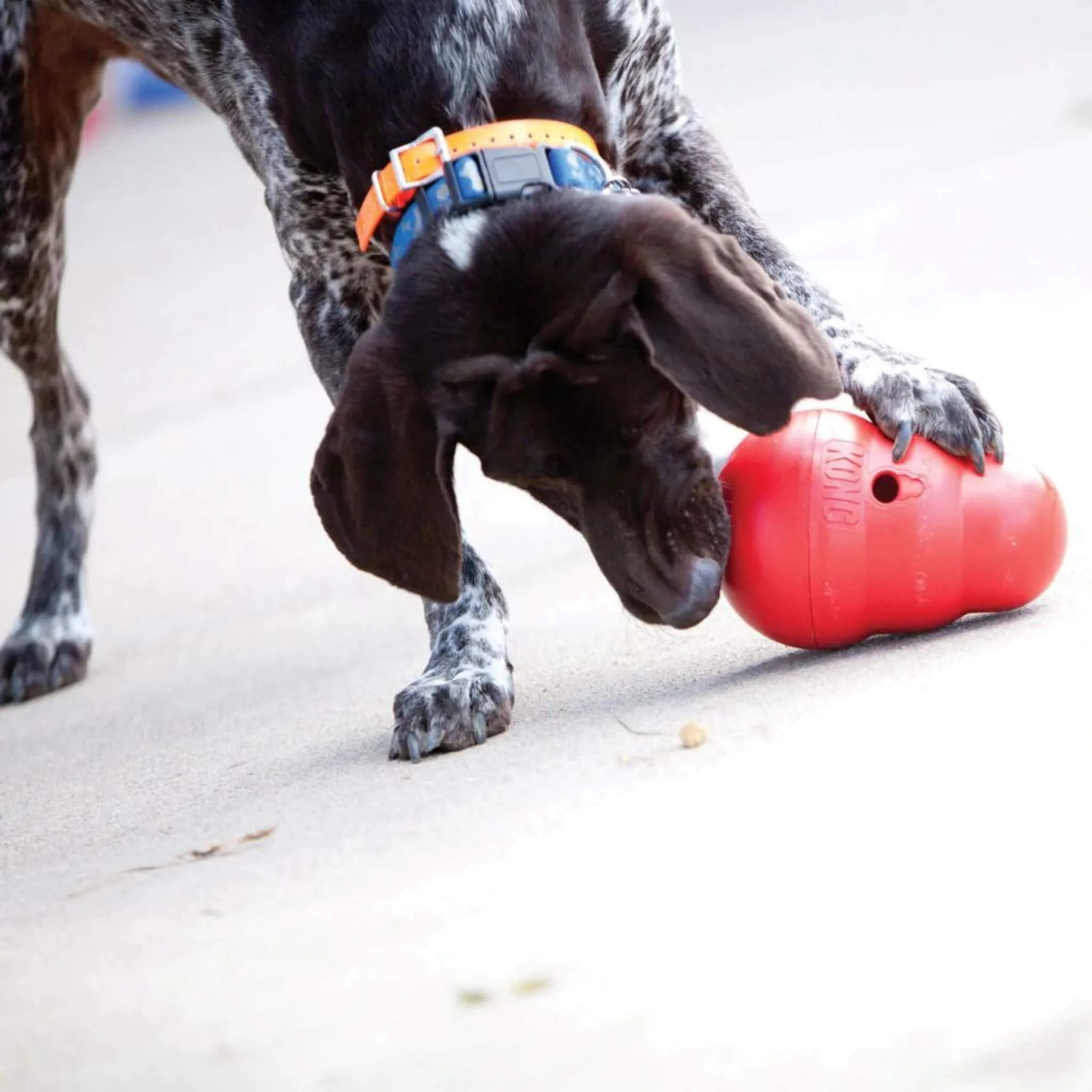KONG Wobbler Interactive Dog Toy