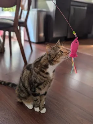 Lily and Prim's Cat Pet Toy Steel Wire Chaser Wand Teaser with Bell, Beads, and Fish, and Bells, Beads, and Caterpilar - 2-Pack (1 of Each)