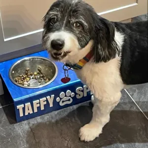 Personalized Acrylic Pet Bowls