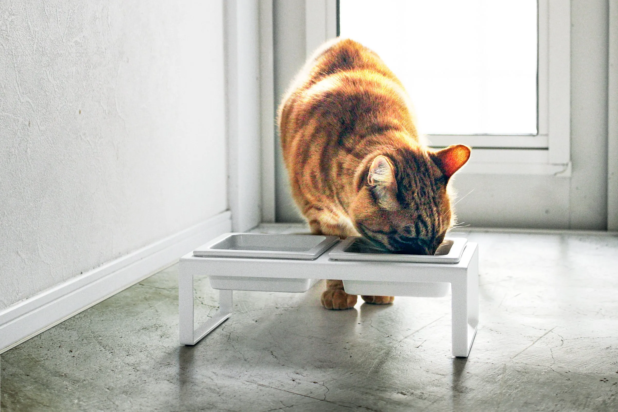 Pet Food Bowl from Yamazaki Home