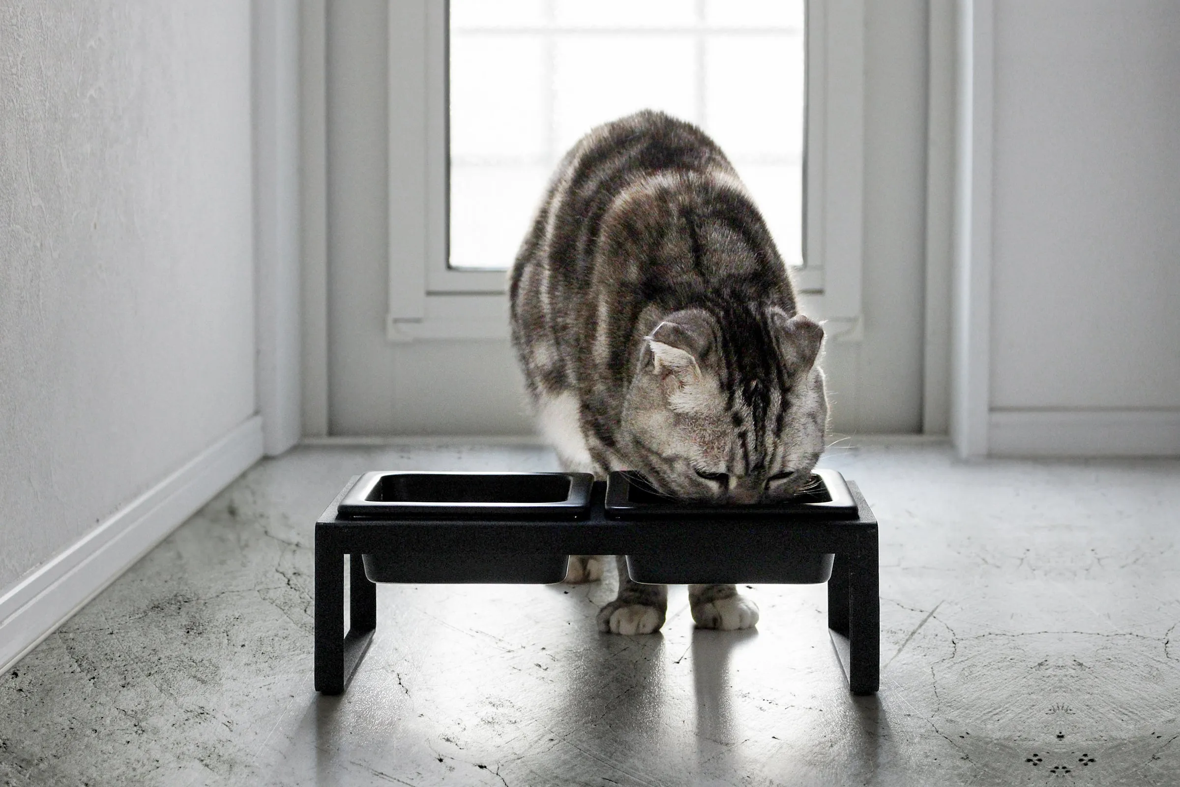 Pet Food Bowl from Yamazaki Home