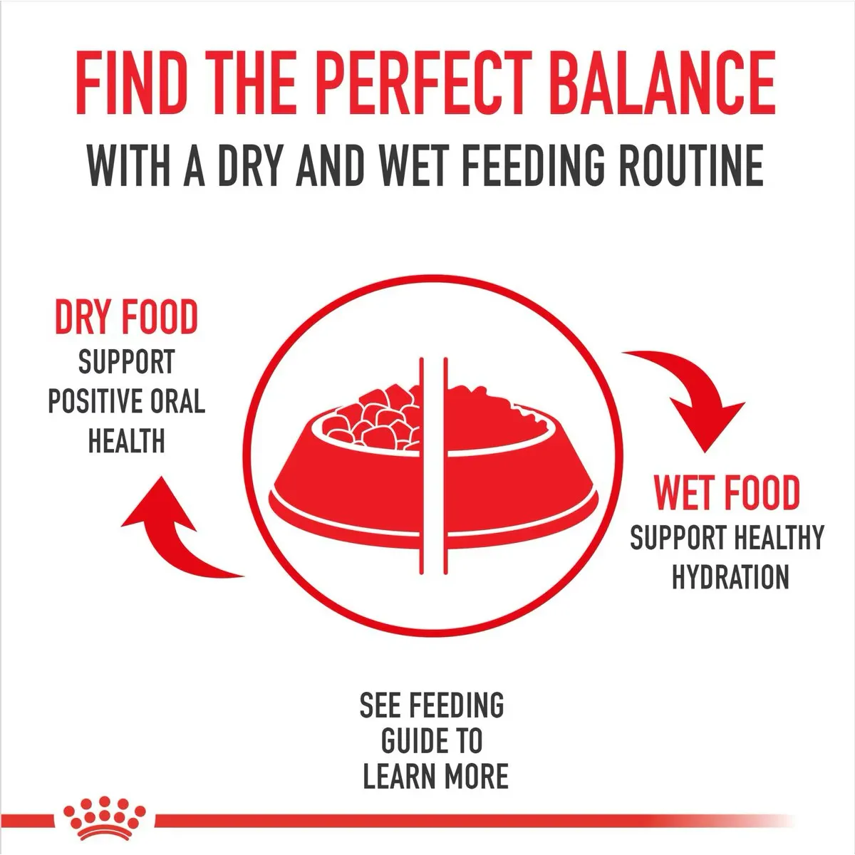 Royal Canin Breed Health Nutrition Labrador Retriever Adult Loaf in Sauce Canned Dog Food