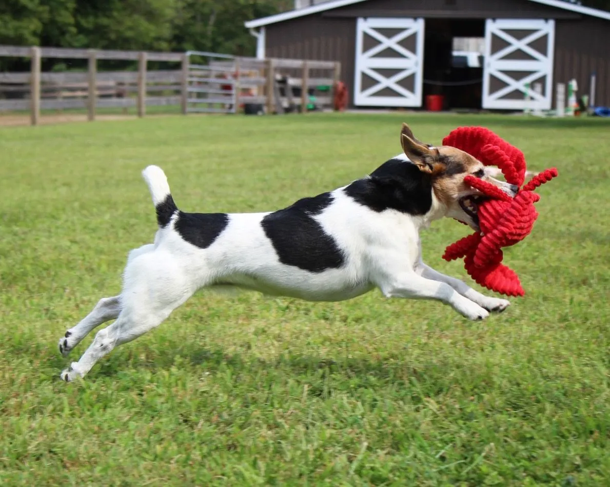 Tall Tails Dog Toy Crunch Lobster