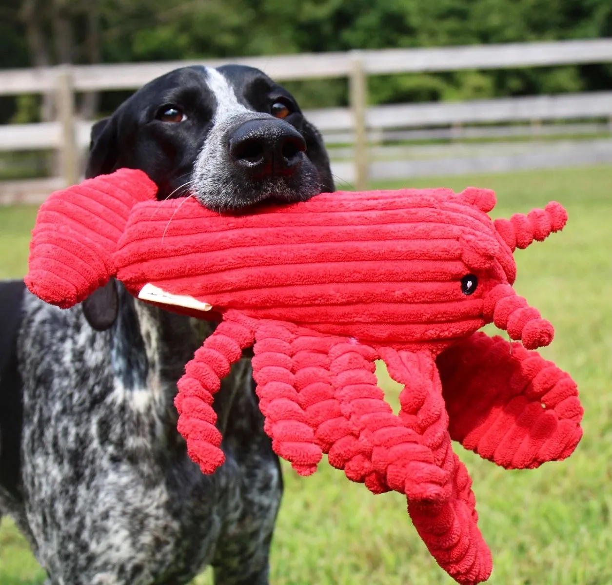 Tall Tails Dog Toy Crunch Lobster